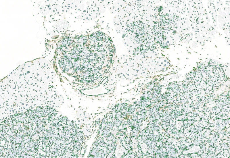 Dynamic Content Image